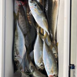 フィッシング キッタカ 釣果