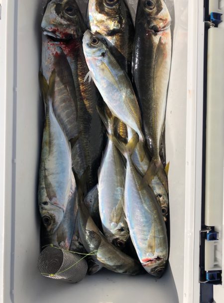 フィッシング キッタカ 釣果