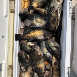 フィッシング　キッタカ 釣果