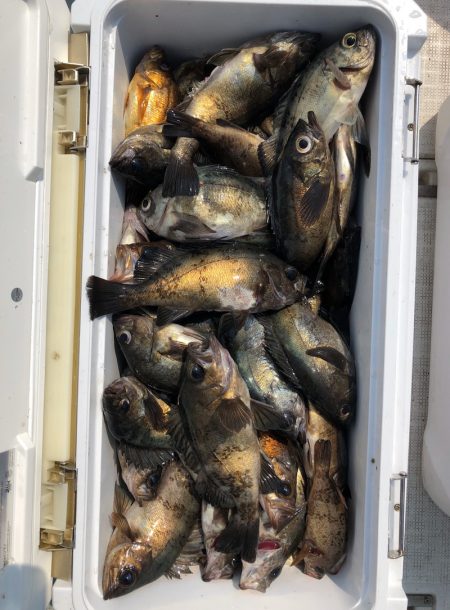 フィッシング　キッタカ 釣果