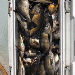 フィッシング キッタカ 釣果