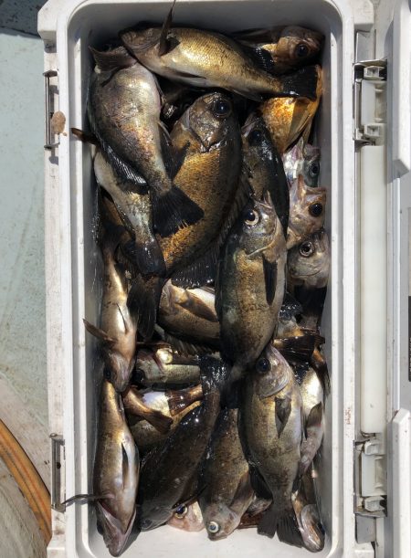 フィッシング キッタカ 釣果