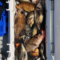 フィッシング キッタカ 釣果