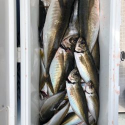 フィッシング　キッタカ 釣果