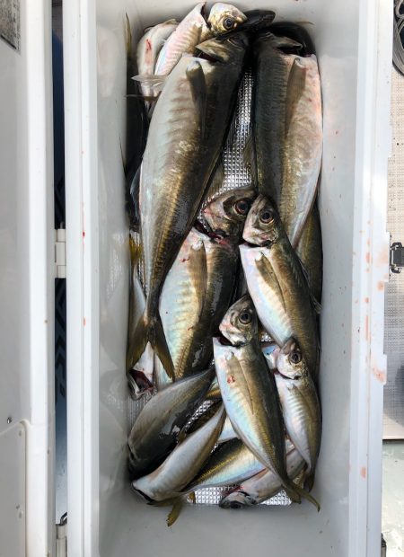 フィッシング　キッタカ 釣果