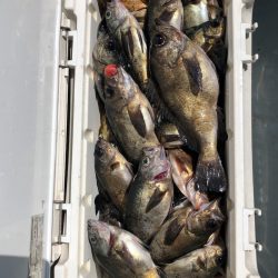 フィッシング キッタカ 釣果