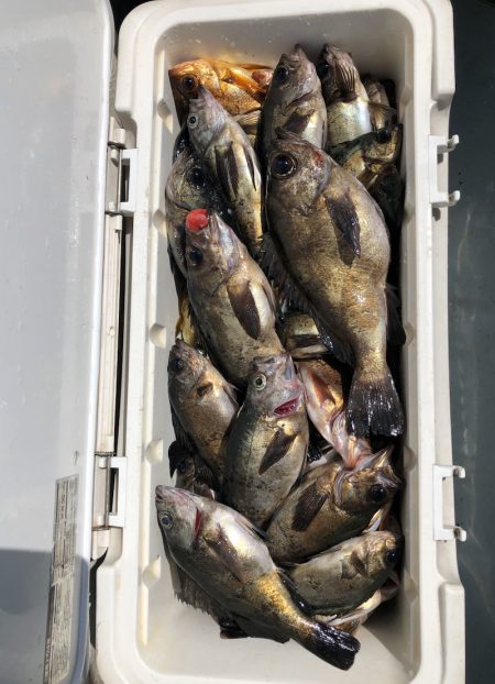 フィッシング キッタカ 釣果