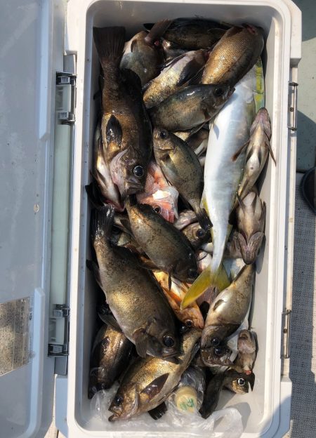 フィッシング　キッタカ 釣果