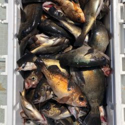 フィッシング キッタカ 釣果