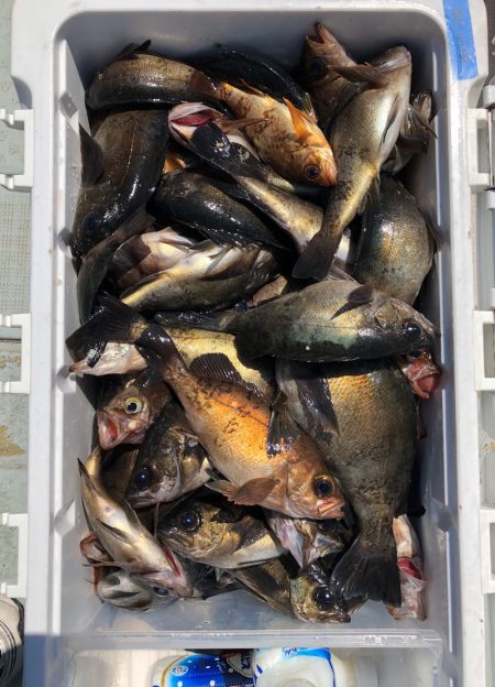 フィッシング キッタカ 釣果