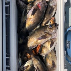 フィッシング キッタカ 釣果