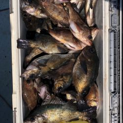 フィッシング キッタカ 釣果