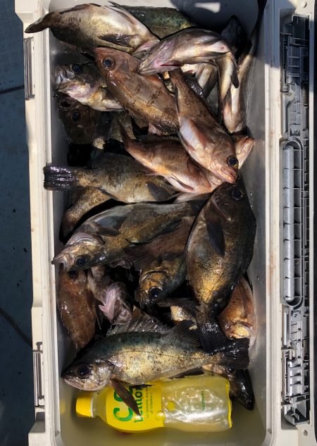 フィッシング キッタカ 釣果