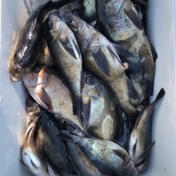 フィッシング キッタカ 釣果