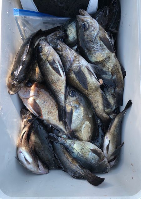 フィッシング キッタカ 釣果