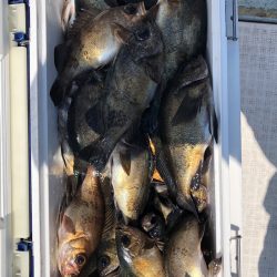 フィッシング キッタカ 釣果