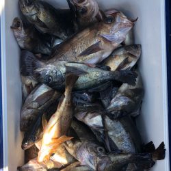 フィッシング キッタカ 釣果