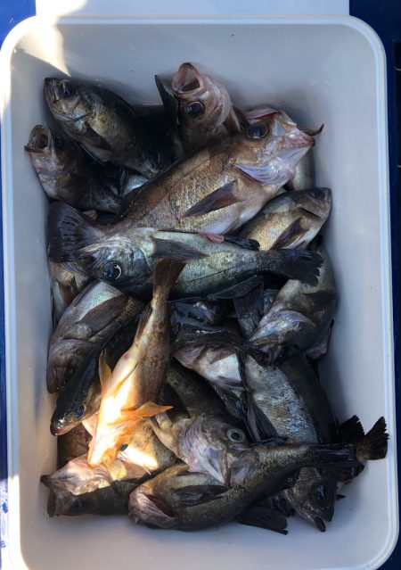 フィッシング キッタカ 釣果