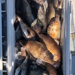 フィッシング キッタカ 釣果