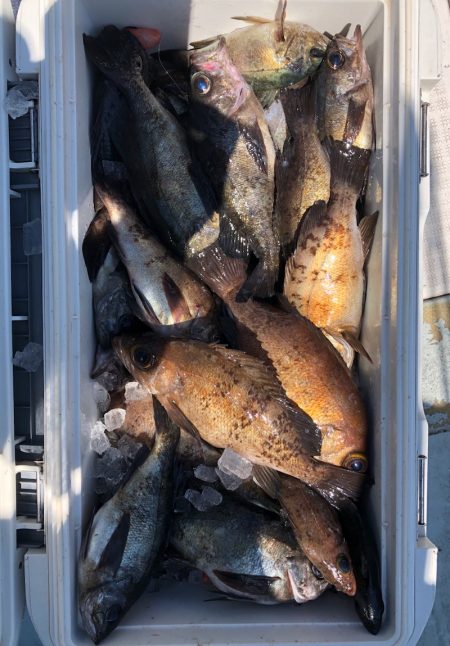 フィッシング キッタカ 釣果