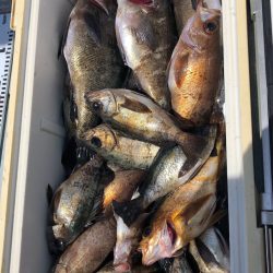 フィッシング キッタカ 釣果