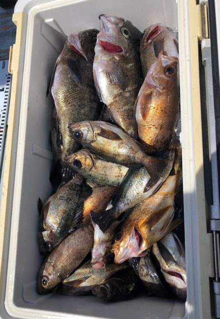 フィッシング キッタカ 釣果