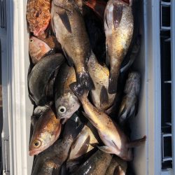 フィッシング キッタカ 釣果