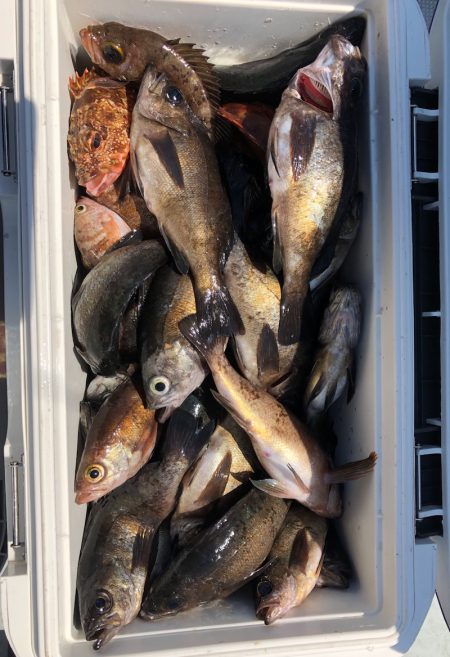 フィッシング キッタカ 釣果