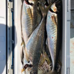 フィッシング キッタカ 釣果