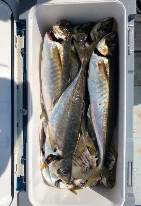 フィッシング　キッタカ 釣果