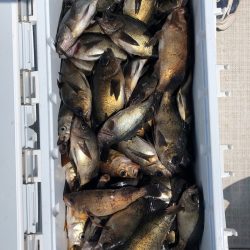 フィッシング キッタカ 釣果