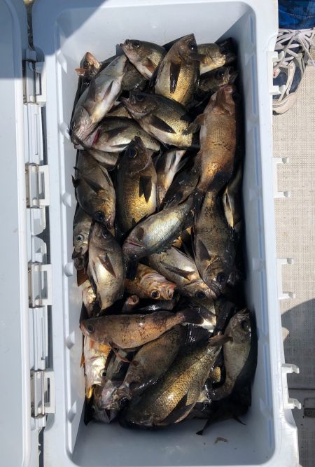 フィッシング キッタカ 釣果