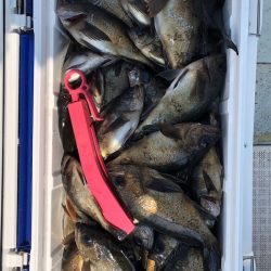 フィッシング キッタカ 釣果