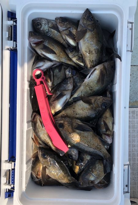 フィッシング キッタカ 釣果