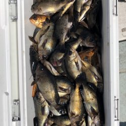 フィッシング キッタカ 釣果