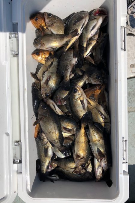 フィッシング キッタカ 釣果