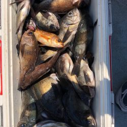 フィッシング キッタカ 釣果