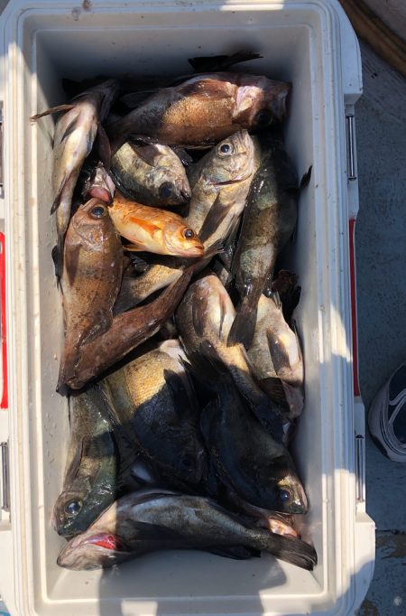 フィッシング キッタカ 釣果