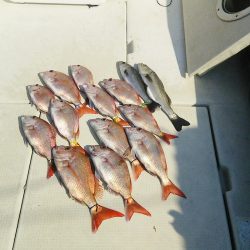 マリンガイド福丸 釣果