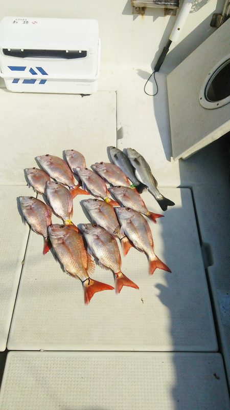 マリンガイド福丸 釣果