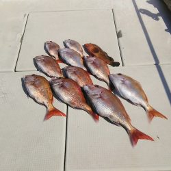 マリンガイド福丸 釣果