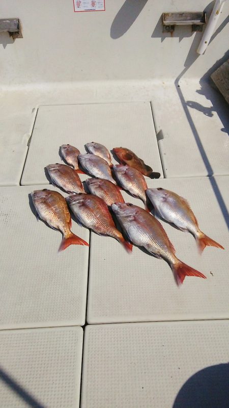 マリンガイド福丸 釣果