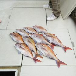 マリンガイド福丸 釣果