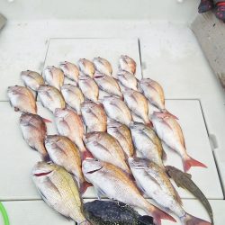 マリンガイド福丸 釣果