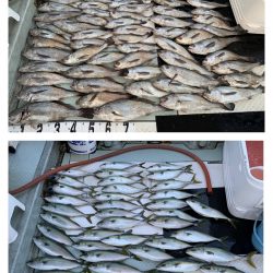 オーシャンスター(Ocean Star) 釣果