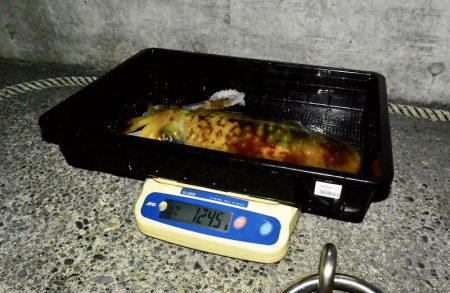 South Current 釣果