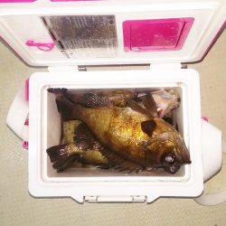 マリンガイド福丸 釣果