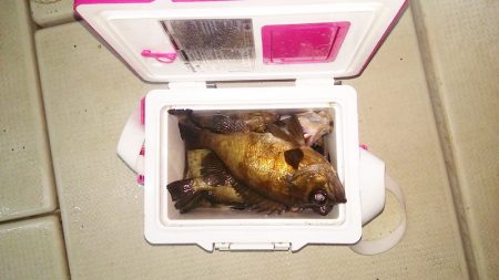 マリンガイド福丸 釣果