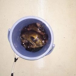 マリンガイド福丸 釣果