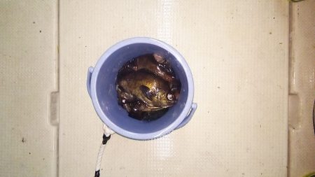 マリンガイド福丸 釣果